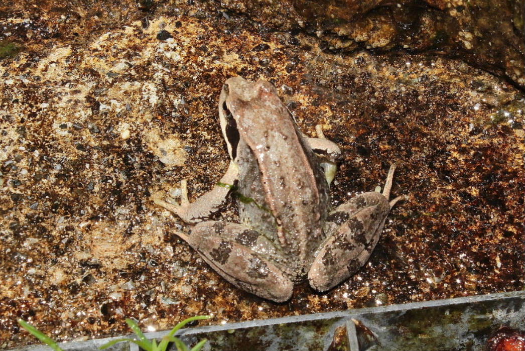 Rana dalmatina ?? - Rana temporaria